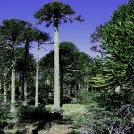 araucarias 2.JPG